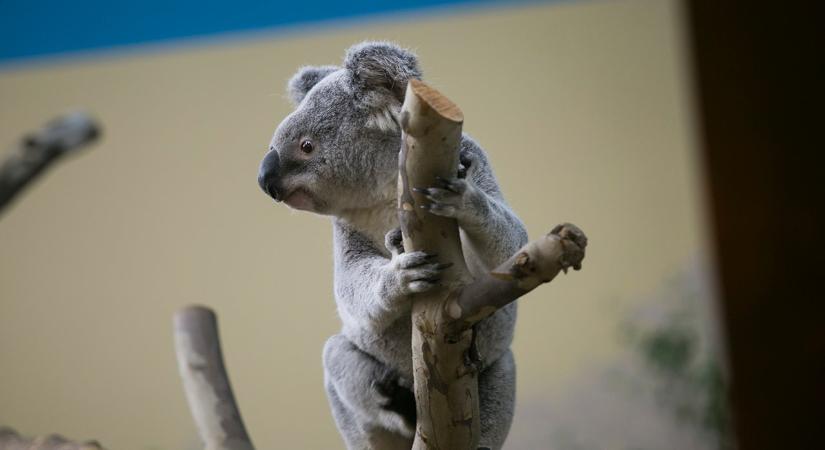 Természetvédők szerint másodszor fenyegeti kihalás a koalát