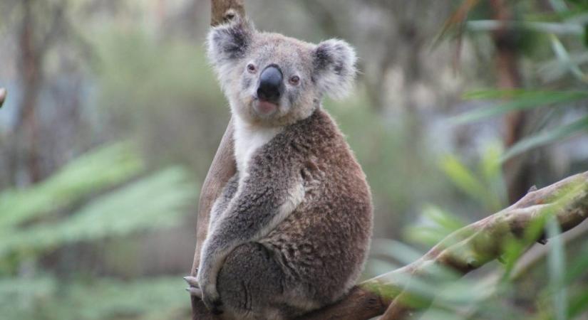 Másodszor fenyegeti kihalás a koalákat