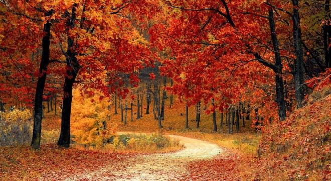 A felmelegedés az ősz megszokott színeit is eltüntetheti