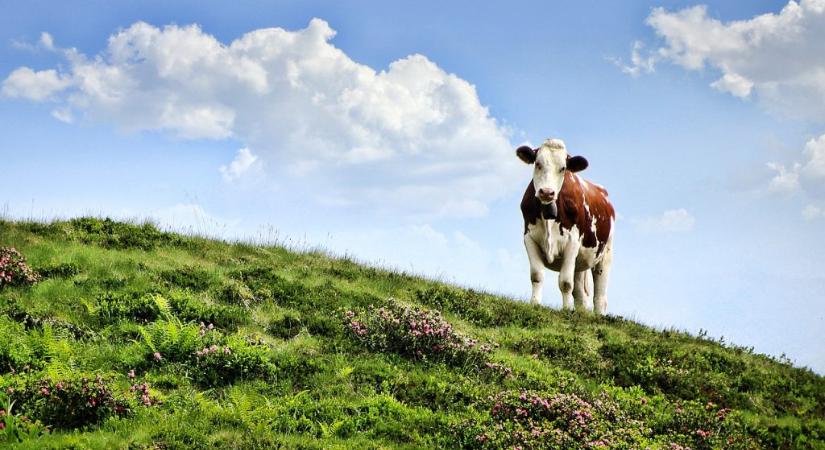 Szobatiszta tehenekkel a kisebb környezetszennyezésért