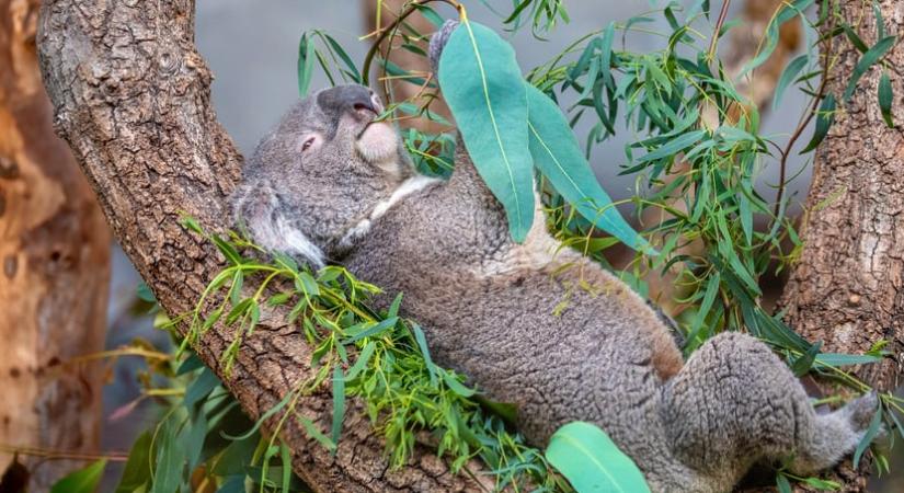 Másodszor fenyegeti kihalás a koalákat a természetvédők szerint