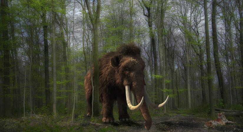 A gyapjas mamutot akarja életre kelteni egy amerikai genetikai vállalat