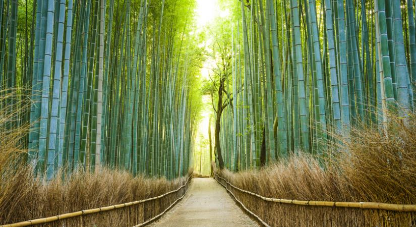 A világ 10 legszebb erdeje, ahol a természet az úr: Japán csodás bambuszligete a hangjairól is híres