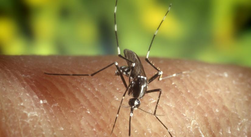 Hogy lehet megkülönböztetni a pókcsípést a szúnyogétól? 5 rovarféle jellegzetes nyoma a bőrön