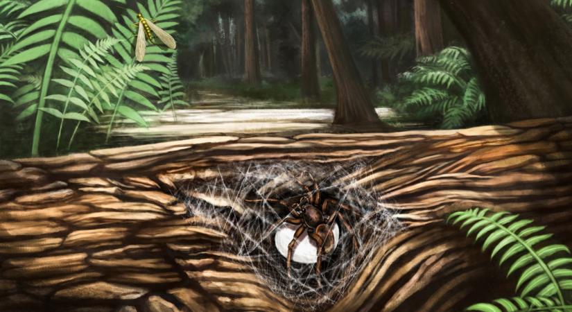 Borostyánkő őrizte meg a 99 millió éve utódait óvó pókot