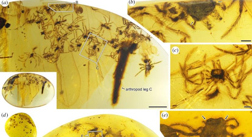 99 millió éves pókokra bukkantak egy borostyánban