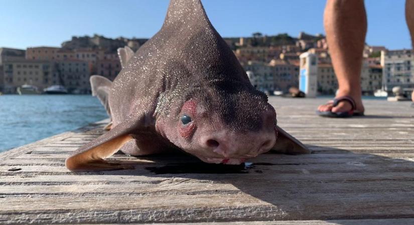 Bizarr, disznófejű cápa lebegett a Földközi-tenger felszínén