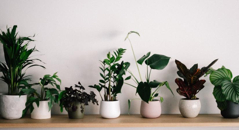 Citromillatú muskátli és koalacsemege: 5 illatos növény, ami a lakásban is elfér