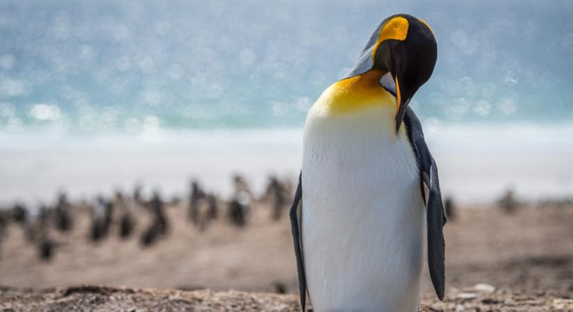 Zavarba ejtő méretek: megtalálták minden idők leghatalmasabb pingvinjét