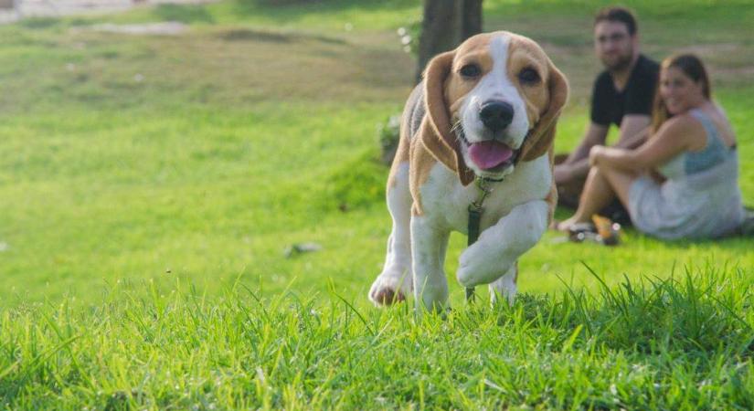 Kutyafesztivál népszerűsíti a felelős kutyatartást Budapesten