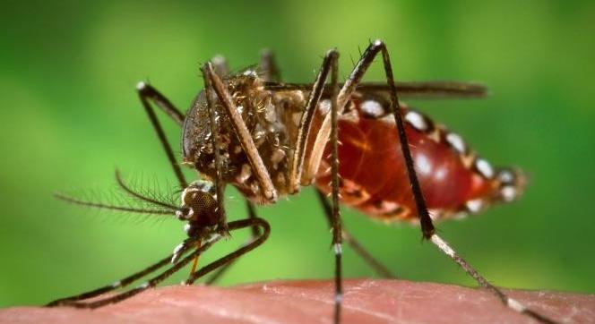 Légzést utánzó csapdákkal a szúnyogok ellen