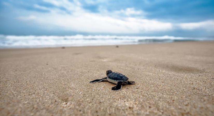 Először keltek ki az olaszországi Jesolo partjain teknősök