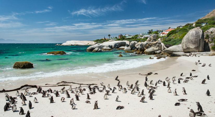 Méhraj gyilkolta le a kihalás szélére sodródott pingvineket