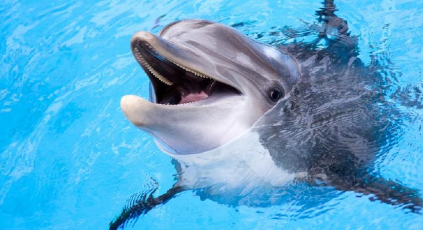 Rendszeresen szexelt gondozójával a delfin: miután elszakították őket egymástól, öngyilkos lett
