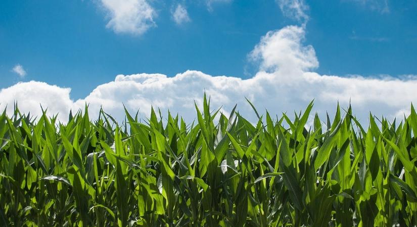 Mennyit hoz idén a kukorica? Terméseredmények és árak itthon és külföldön