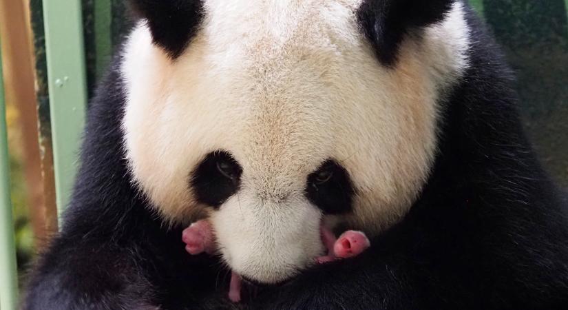 Újabb bébi született a kínai pandakutató központban