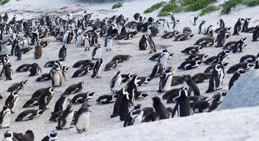 63 pingvinnel végzett egy méhraj Fokváros közelében