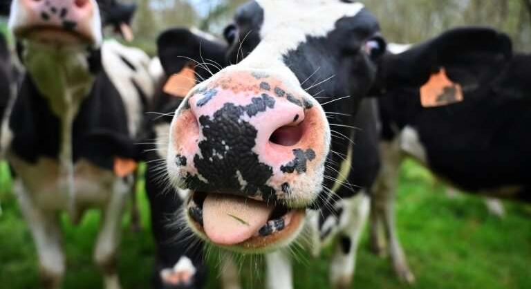 Wc-re szoktatják a teheneket a klíma érdekében - és ez nem vicc
