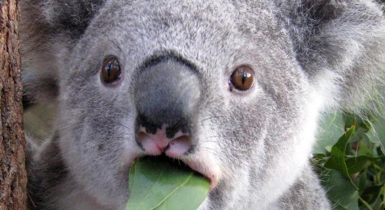 Zuhanórepülésben a koalák száma