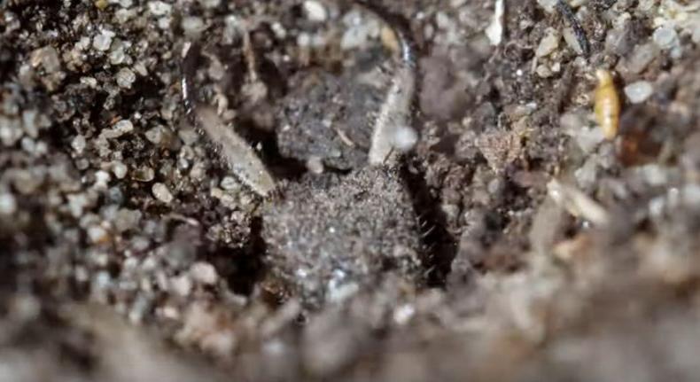 A vérszomjas hangyafarkas támadása a gönyűi homokvidéken – videó