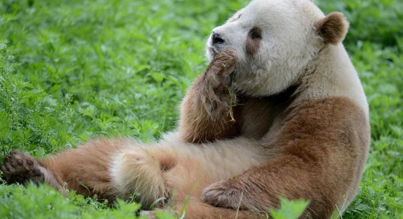 Ritka csinling óriáspanda született egy kínai pandakutató központban