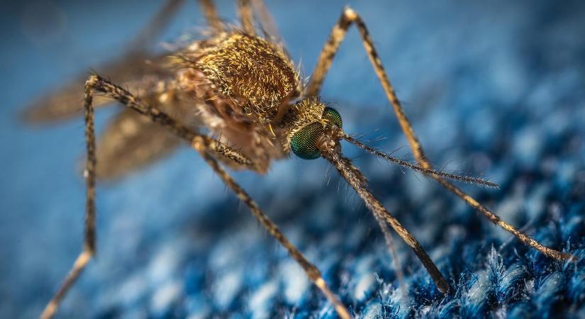 Megtalálhatták a szúnyogcsípés elleni tökéletes védelmet