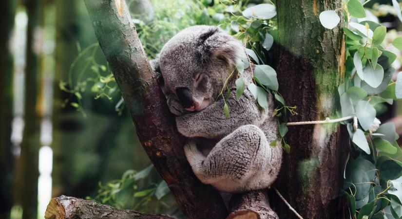 A kihalás veszélye fenyegeti a koalákat