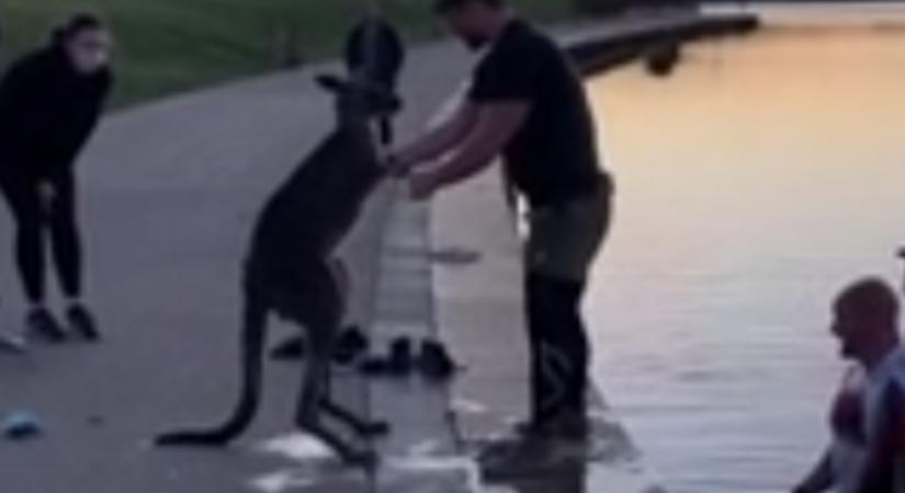 Kimentették a fagyos vízből, erre kezet rázott a megmentőivel egy kenguru Ausztráliában