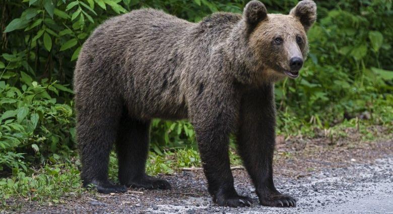 Csíkszeredai udvarokban pusztított egy medve