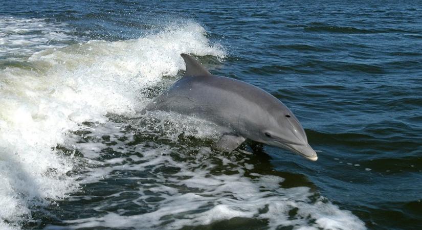 Fütyült nyelvek segíthetnek a delfinek kommunikációjának megértésében