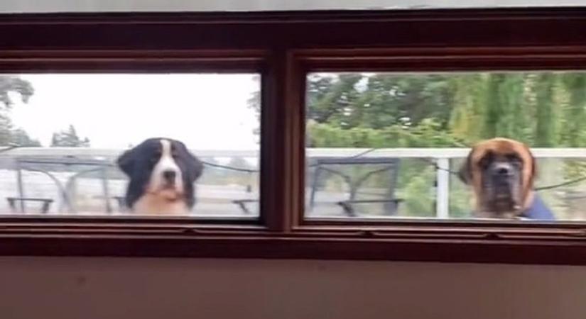 Kizárta a lakásból a kutyáit, milliók nevetnek a reakciójukon