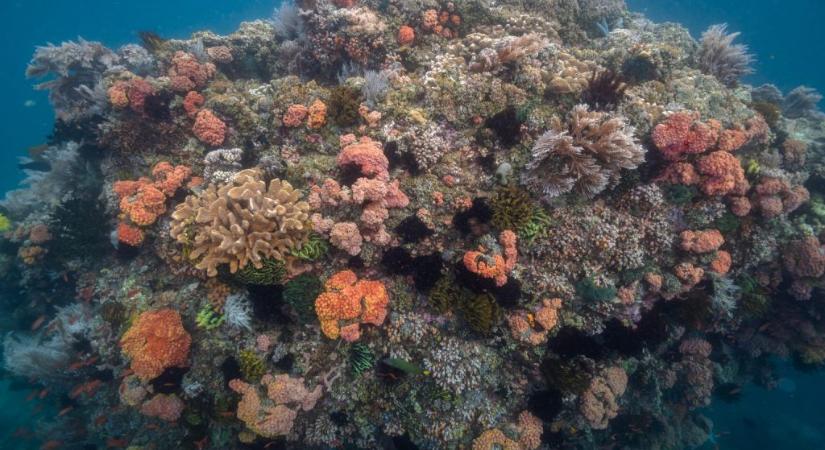 Különleges korallok a Fülöp-szigetek térségében