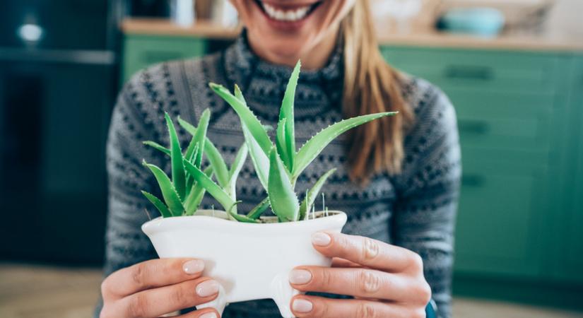 A legjobb házi gyulladáscsökkentő: így neveld az Aloe verát és használd fel a belőle kinyert gélt