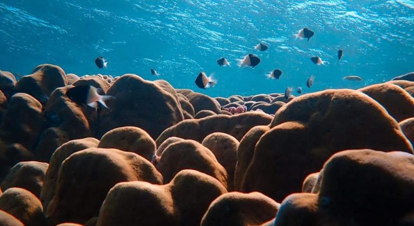 Felére csökkent a világ korallzátonnyal borított területe az 50-es évek óta