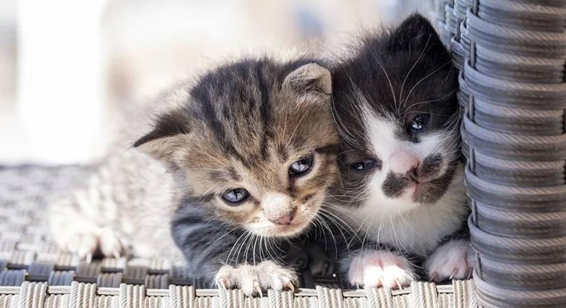 Ezek a macskák legveszélyesebb fertőző betegségei