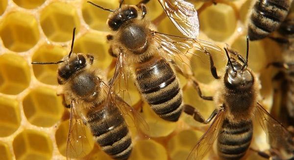 Nagy az érdeklődés az egyetlen horvát méhhotel iránt
