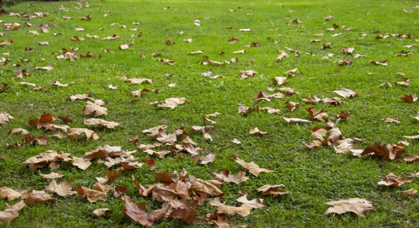 A legfontosabb őszi teendők a fűvel, hogy tavasszal dús és egészséges legyen: Megyeri Szabolcs kertész tanácsai
