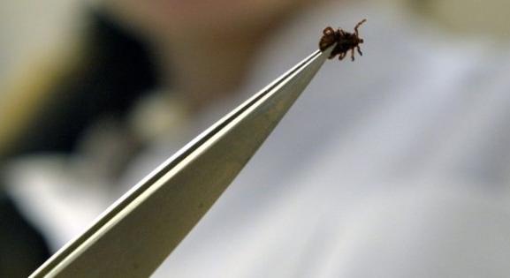 „Ez egy olyan betegség, amelyre nincsen jelenleg védőoltás” – veszélyes kórt hordozó kullancs bukkant fel itthon