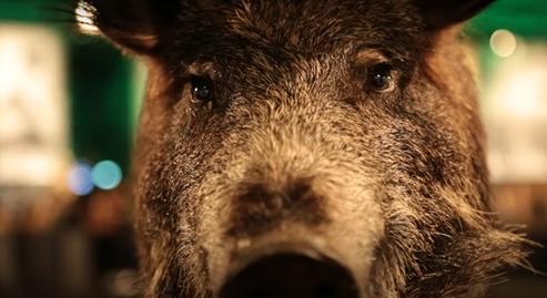 Ökoterroristák ellen szónokolt Semjén Zsolt a kitömött állatokkal teli kiállításon - videó