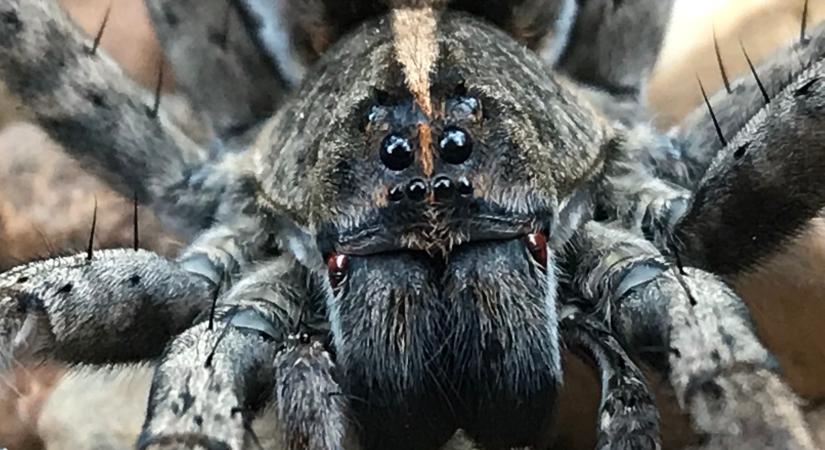 Hatalmas pókok virtuális másával próbálják kezelni az arachnofóbiás betegeket