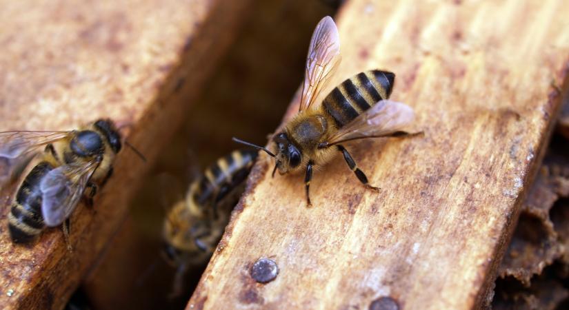 "Méhhotel" nyílt Horvátországban - Hatalmas a kereslet