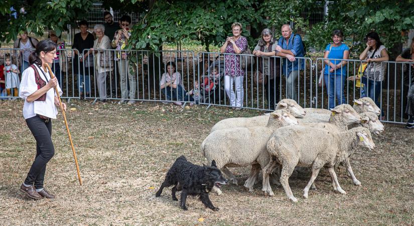 Pásztormulatság és néptánc is várta az érdeklődőket a Szent Mihály-napi búcsún