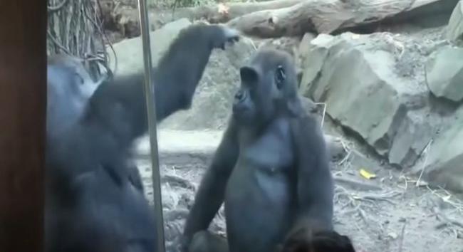 Gorillapornó sokkolta az állatkertbe látogatókat – 18+ videó