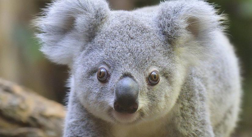 32 ezer egyed - ennyi koala maradt a világon