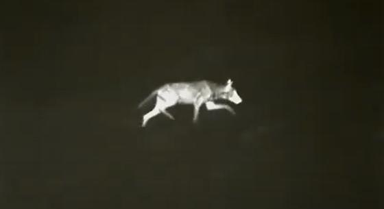 Farkast videóztak az Aggteleki Nemzeti Parkban