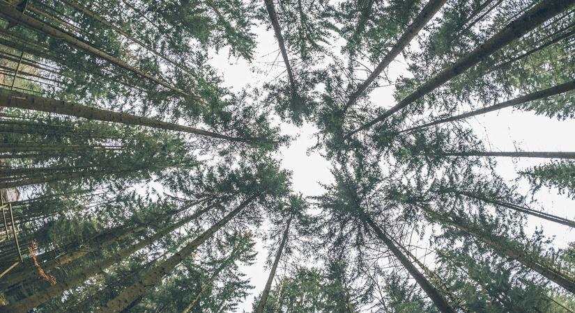 370 ezer őshonos fát ültettek az Őrségi Nemzeti Parkban