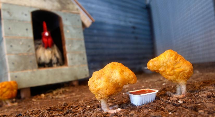 Íme a tini, aki heti 100 csirkefalatot eszik: különleges ételfóbája miatt alig eszik mást
