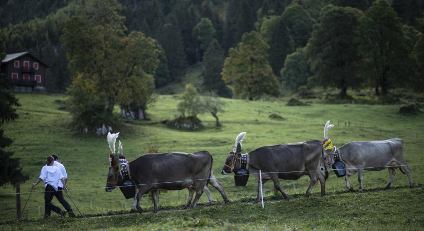 Nyári hegyi legelőjükről völgybe hajtják a marhákat a svájci Alpokban