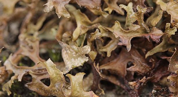 Tiszta levegőn termő egészségforrás: mindent az izlandi zuzmóról