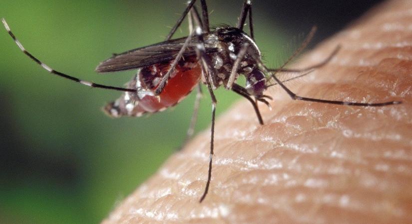 Brit tudósok génmanipulált szúnyogokkal irtanák ki a maláriát terjesztő fajokat
